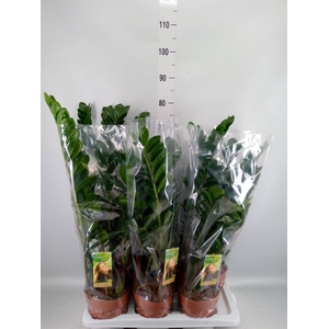 Zamioculcas zamiifolia