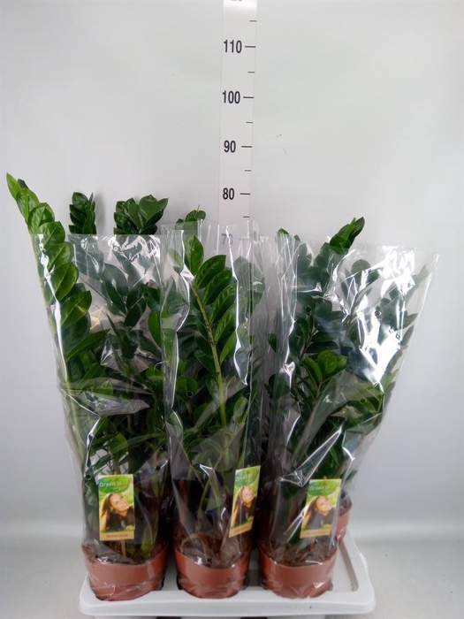 <h4>Zamioculcas zamiifolia</h4>