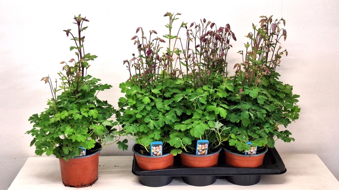 <h4>AQUIL BIEDERMEIER</h4>