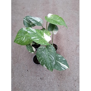 Monstera delic. 'Thai Constellatio'