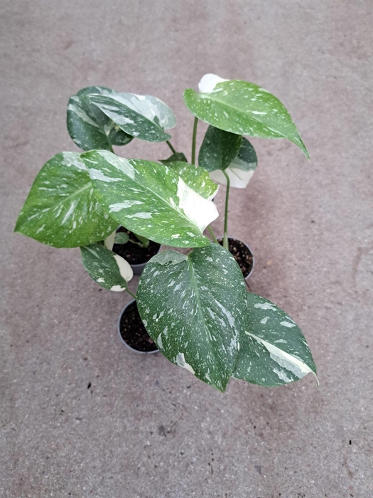 <h4>Monstera delic. 'Thai Constellatio'</h4>