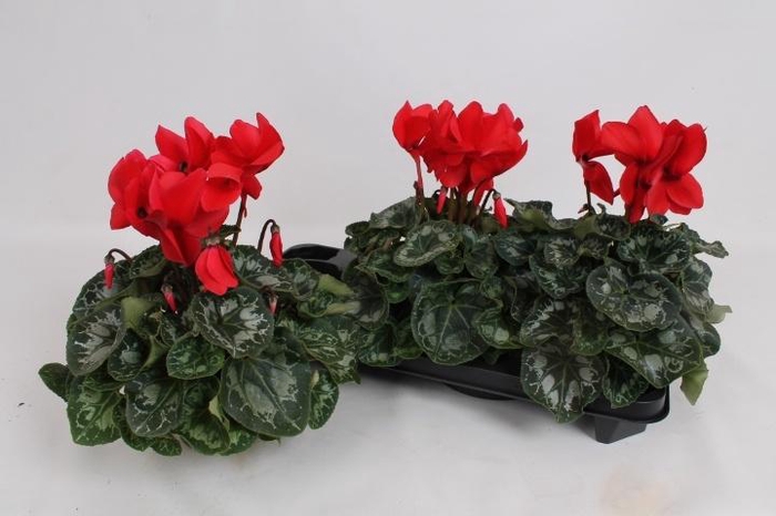 <h4>CYCL GR HALIOS</h4>