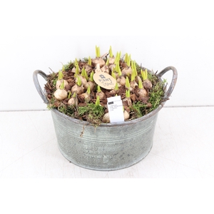 arr.. Muscari PL - Zink teil los L