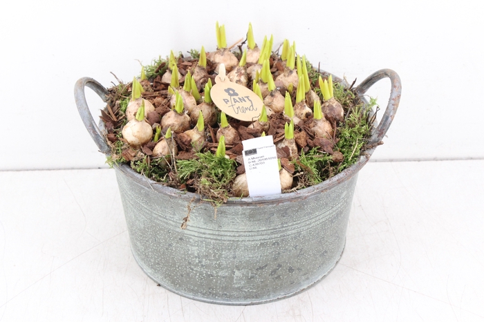 arr.. Muscari PL - Zink teil los L