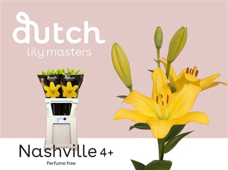 <h4>LI LA NASHVILLE 4</h4>