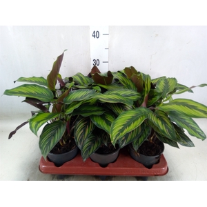 Calathea   ...
