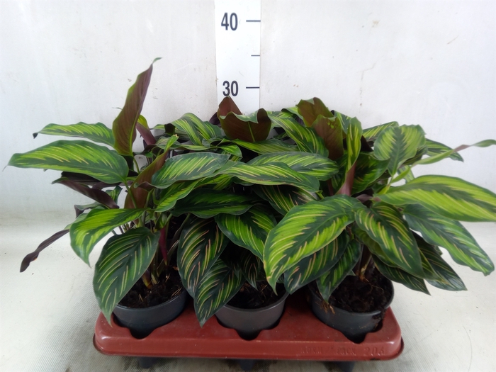 <h4>Calathea   ...</h4>
