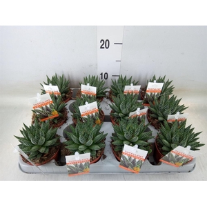 Haworthia   ...