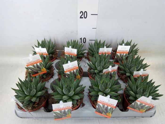 <h4>Haworthia   ...</h4>