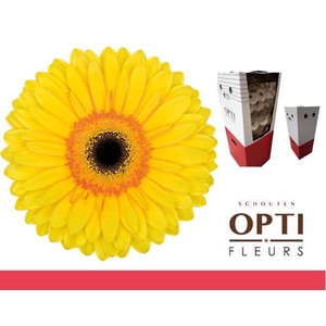 Gerbera Apollo Aquabox