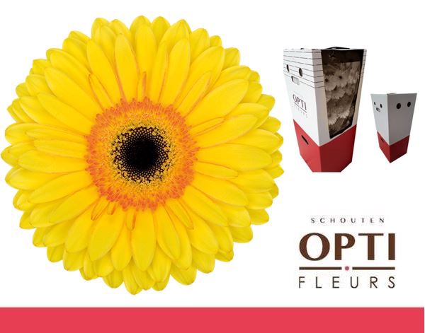 <h4>Gerbera Apollo Aquabox</h4>