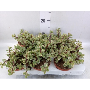 Portulacaria afra 'Variegata'