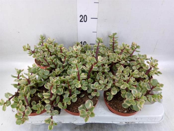 <h4>Portulacaria afra 'Variegata'</h4>