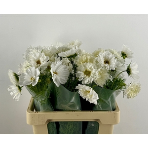 COSMOS BIPINNATUS WIT