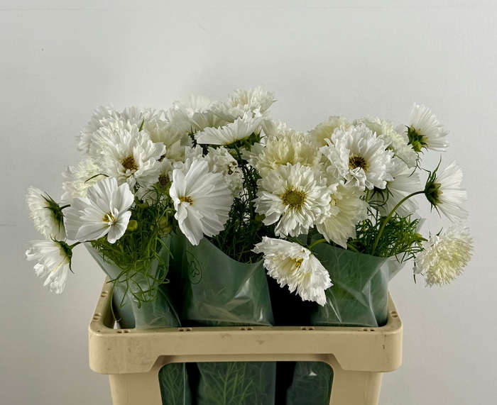 <h4>COSMOS BIPINNATUS WIT</h4>