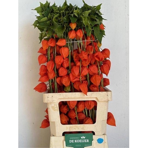 PHYSALIS LAMPION TAK