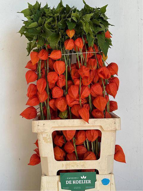 <h4>PHYSALIS LAMPION TAK</h4>