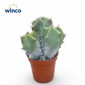 CACTUS OV