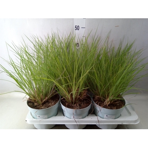 Siergras   ...              [Grass]