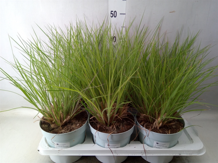 <h4>Siergras   ...              [Grass]</h4>