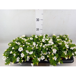 Calibrachoa  'Minifam White'
