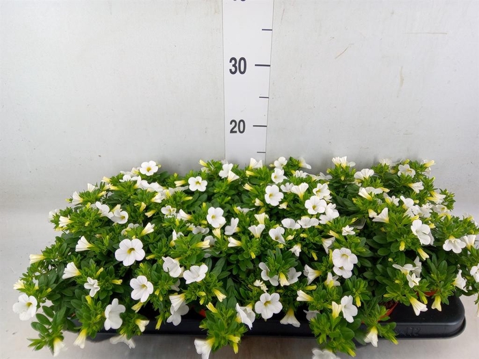 <h4>Calibrachoa  'Minifam White'</h4>