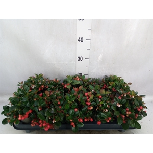 Gaultheria proc. 'Big Berry'