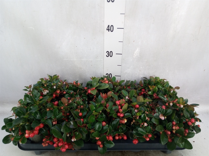 Gaultheria proc. 'Big Berry'