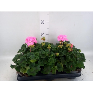 Pelargonium zona.   ...F1