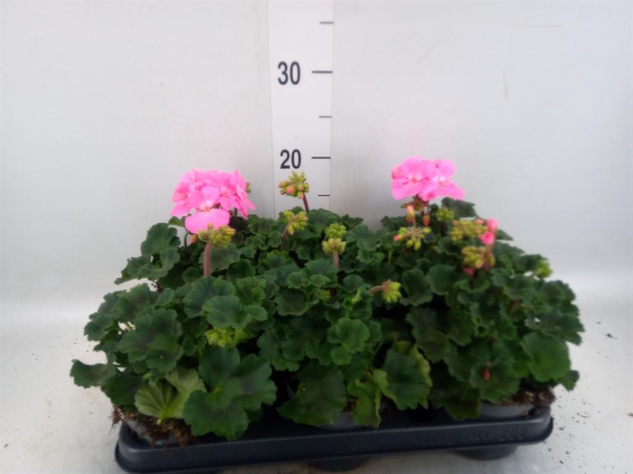 <h4>Pelargonium zona.   ...F1</h4>