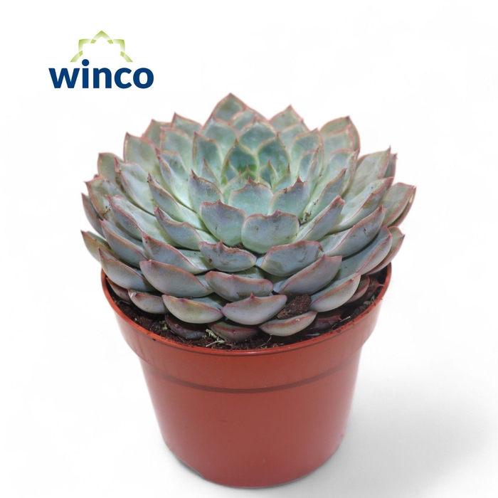 <h4>Echeveria Pink Edge</h4>