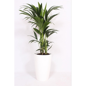 Howea Forsteriana in Santorini pot 