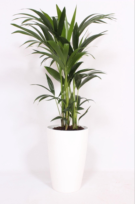 <h4>Howea Forsteriana in Santorini pot "wit"</h4>