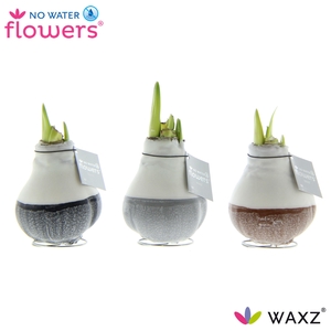 arr4 Amaryllis VH - Dipz naturel