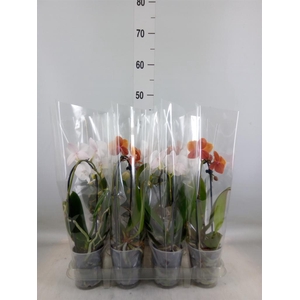 Phalaenopsis  'Elegant Cascade'