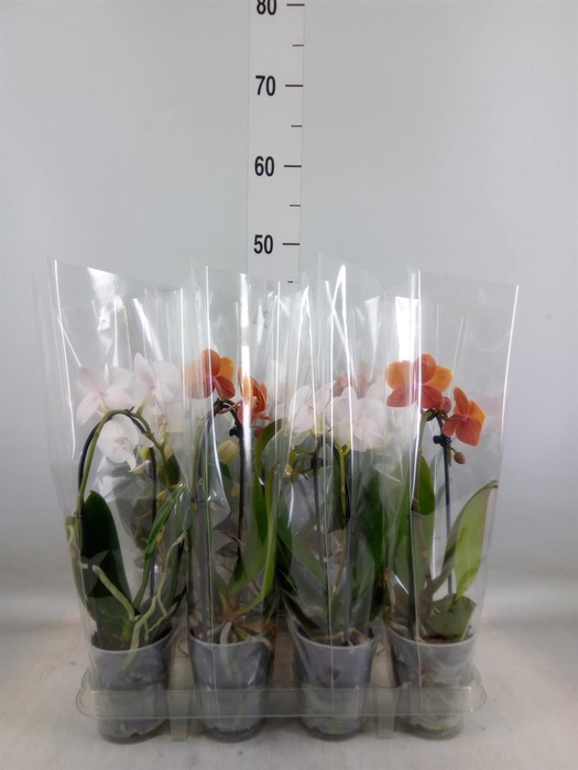 <h4>Phalaenopsis  'Elegant Cascade'</h4>