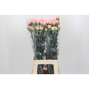 Dianthus St Nahema
