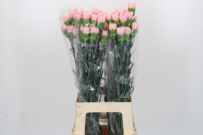 <h4>Dianthus St Nahema</h4>