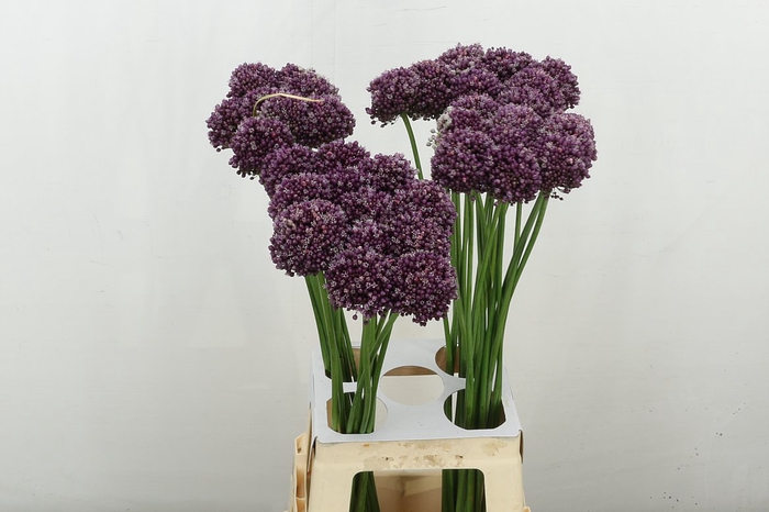 <h4>Allium Purpl Mystery</h4>