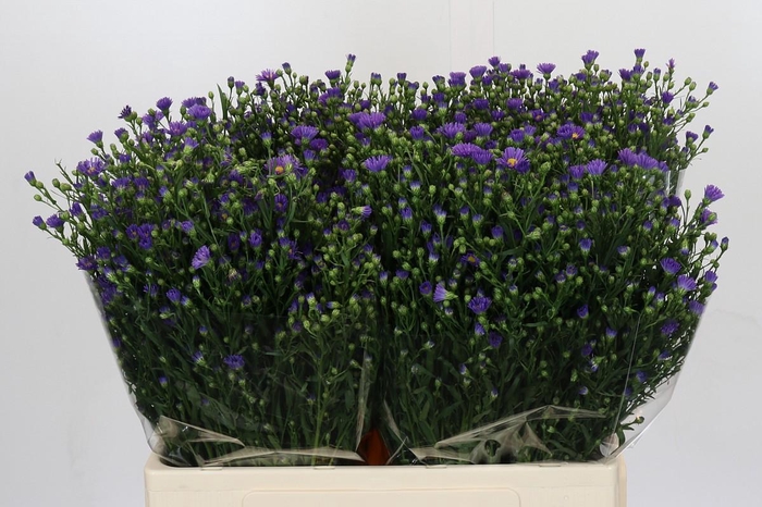 <h4>Aster Casamare</h4>