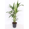 Howea Forsteriana 70 cm