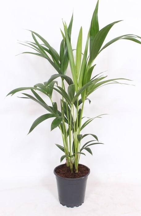 <h4>Howea Forsteriana 70 cm</h4>