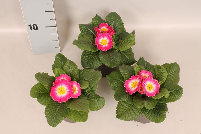 Primula acaulis Pink Bicolor