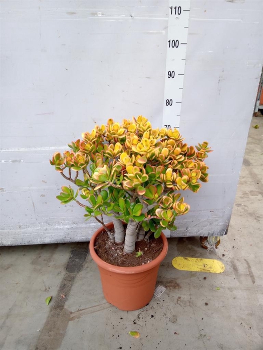 <h4>Crassula ovata 'Sunset'</h4>