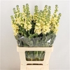 Matth Incana Iron Yellow