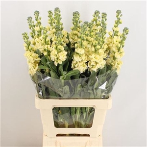 Matth Incana Iron Yellow