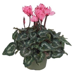 Cyclamen Midi+ Victoria Salmon