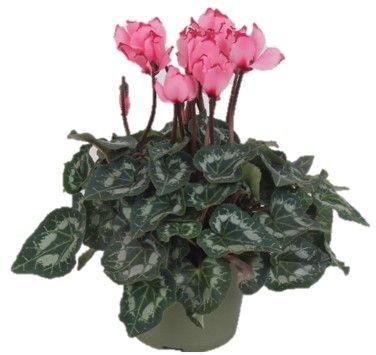 <h4>Cyclamen Midi+ Victoria Salmon</h4>
