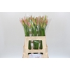 Nerine Vesta K