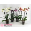 PHAL GEM